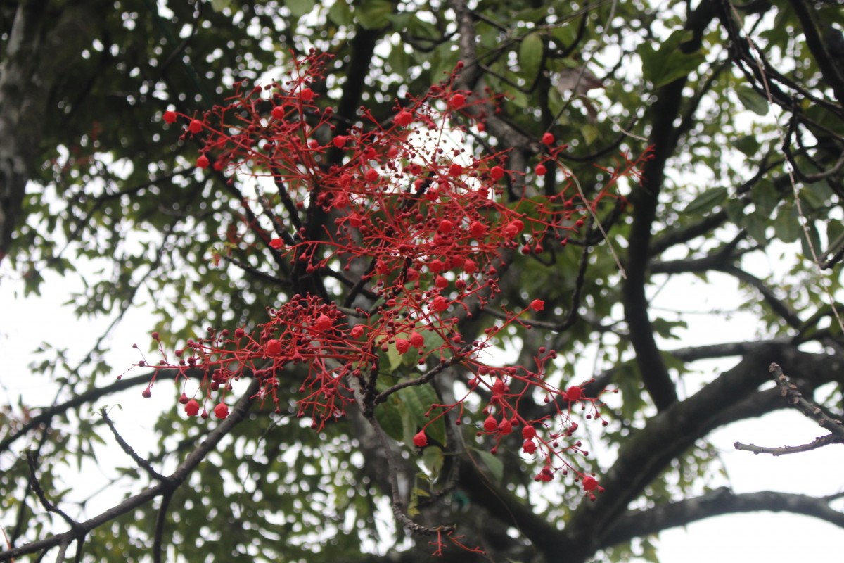 Brachychiton acerifolius (A.Cunn. ex G.Don) F.Muell.